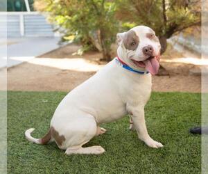 American Pit Bull Terrier-Unknown Mix Dogs for adoption in Las Vegas, NV, USA