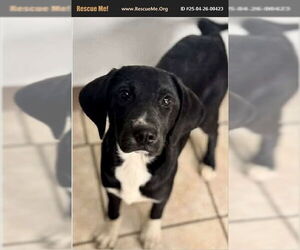 English Foxhound-Labrador Retriever Mix Dogs for adoption in Benton, PA, USA