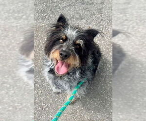 Poodle (Miniature)-Unknown Mix Dogs for adoption in Santa Cruz, CA, USA
