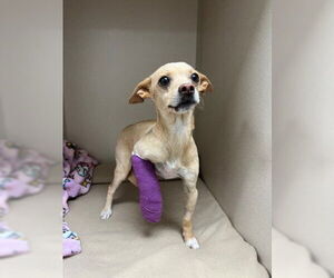 Chihuahua Dogs for adoption in Frisco, CO, USA