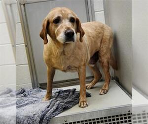 Labrador Retriever-Unknown Mix Dogs for adoption in Temple, TX, USA