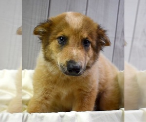 Australian Retriever Dogs for adoption in Sheridan, CO, USA