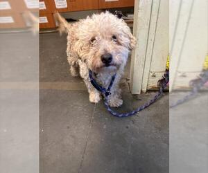 Poodle (Miniature) Dogs for adoption in Santa Cruz, CA, USA