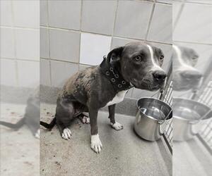 American Pit Bull Terrier-Unknown Mix Dogs for adoption in Las Vegas, NV, USA