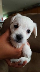 Medium Photo #1 Maltese-Unknown Mix Puppy For Sale in Vacaville, CA, USA