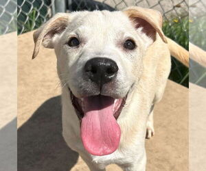 Labrador Retriever-Unknown Mix Dogs for adoption in Jefferson, WI, USA