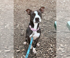 Medium Photo #2 American Pit Bull Terrier Puppy For Sale in Waterford, VA, USA