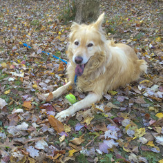 Golden Retriever Dogs for adoption in Millburn, NJ, USA