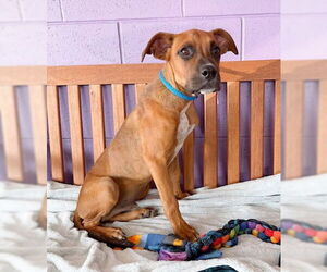 Boxer-Unknown Mix Dogs for adoption in Genesee, WI, USA