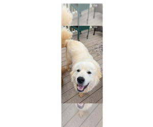 Great Pyrenees Dogs for adoption in Greenbelt, MD, USA