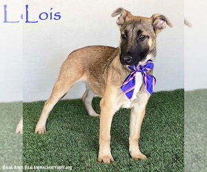 German Shepherd Dog-Unknown Mix Dogs for adoption in San Diego, CA, USA