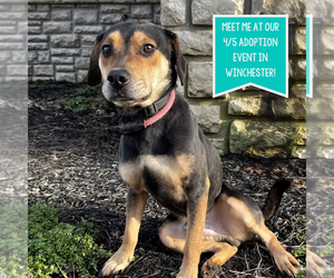 Mutt Dogs for adoption in Boston, MA, USA