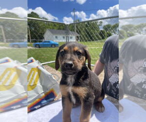 German Shepherd Dog-Treeing Walker Coonhound Mix Dogs for adoption in Bolivar, MO, USA