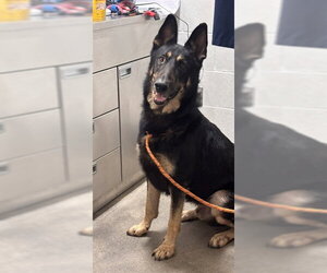 German Shepherd Dog Dogs for adoption in Forestville, MD, USA