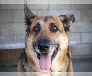 German Shepherd Dog Dogs for adoption in Santa Barbara, CA, USA
