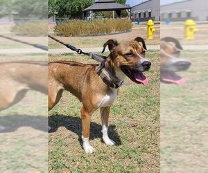 Boxador Dogs for adoption in San Antonio, TX, USA