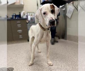 English Setter Dogs for adoption in Brighton, CO, USA