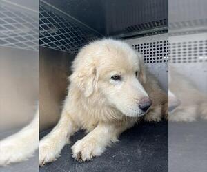 Great Pyrenees Dogs for adoption in Pearland, TX, USA