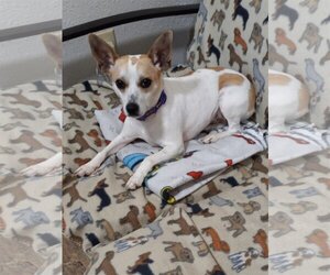 Jack Russell Terrier Dogs for adoption in Eastman, GA, USA