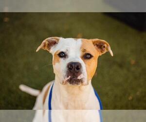 American Pit Bull Terrier Dogs for adoption in Orlando, FL, USA
