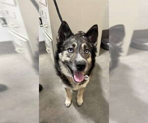 Gerberian Shepsky Dogs for adoption in Forestville, MD, USA