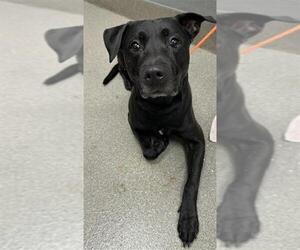 Labrador Retriever-Unknown Mix Dogs for adoption in Las Vegas, NV, USA