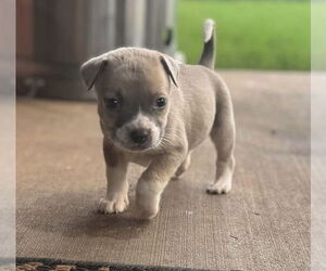 Bullboxer Pit Dogs for adoption in OKLAHOMA CITY, OK, USA