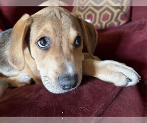 Catahoula Leopard Dog-Labrador Retriever Mix Dogs for adoption in Clarkston, MI, USA