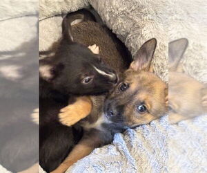 Mutt Dogs for adoption in Dana Point, CA, USA