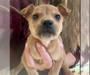 Box heeler Dogs for adoption in Dana Point, CA, USA