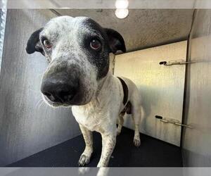Mastiff-Unknown Mix Dogs for adoption in San Antonio, TX, USA