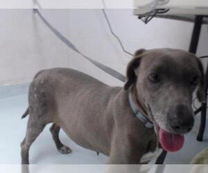 Blue Lacy Dogs for adoption in Pasadena, TX, USA