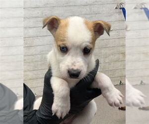 Siberian Husky-Unknown Mix Dogs for adoption in San Bernardino, CA, USA