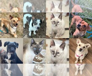 Mutt Dogs for adoption in Princeton, British Columbia, Canada