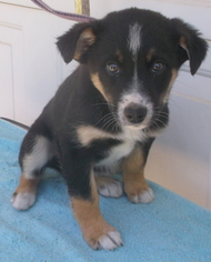 Border Collie Dogs for adoption in Birch Tree, MO, USA