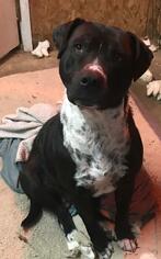 Sheprador Dogs for adoption in Warwick, RI, USA