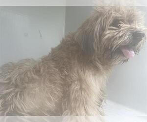 Border Terrier Dogs for adoption in Houston, TX, USA