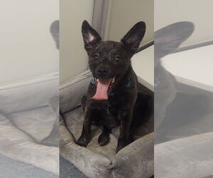 Mutt Dogs for adoption in Glen Allen, VA, USA