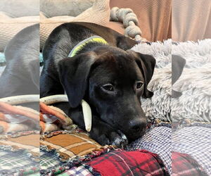 Mutt Dogs for adoption in Parker Ford, PA, USA