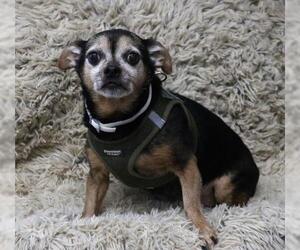 Chipin Dogs for adoption in Thief River Falls, MN, USA
