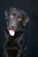 Labrador Retriever Dogs for adoption in San Pedro, CA, USA