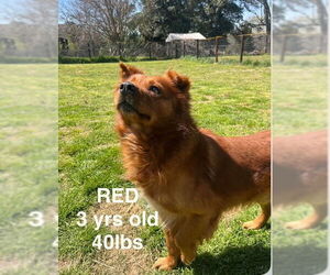 Chow Chow Dogs for adoption in Woodbury, NY, USA