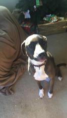 Labrador Retriever-Unknown Mix Dogs for adoption in Templeton, CA, USA