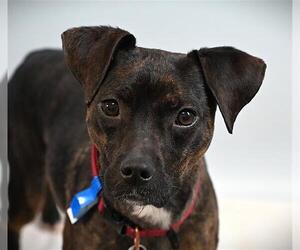 American Pit Bull Terrier-Unknown Mix Dogs for adoption in Fort Collins, CO, USA