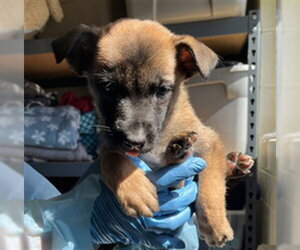 German Shepherd Dog-Unknown Mix Dogs for adoption in San Andreas, CA, USA