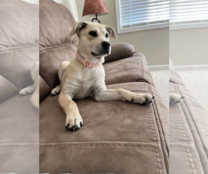 Labrador Retriever-Unknown Mix Dogs for adoption in Kannapolis, NC, USA