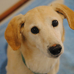 Dorgi Dogs for adoption in Kanab, UT, USA