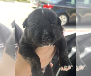 Labrador Retriever-Unknown Mix Dogs for adoption in Rockville, MD, USA
