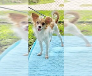 Papillon Dogs for adoption in Weston, FL, USA