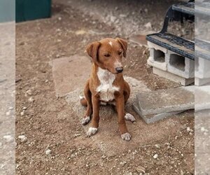 Labrador Retriever-Redbone Coonhound Mix Dogs for adoption in Calgary, Alberta, Canada